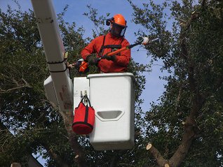 Complete Tree Services Inc.