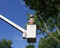 Tree Trimming