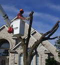 Tree Removal