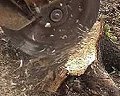 Stump Removal / Stump Grinding