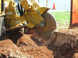 Stump Removal / Stump Grinding - Complete Tree Services Inc.